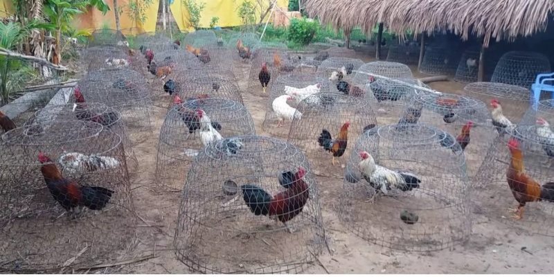 Quy mô của trại gà Mít Trà Cú siêu lớn